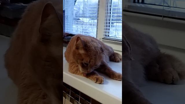 Среда 5 января.Котик "Шнурок" прихорашиваться... смотреть онлайн