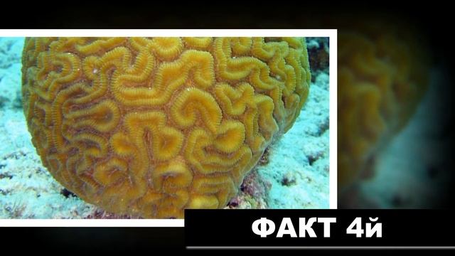 7 интересных фактов. Осьминоги могут двигаться по дну моря со скоростью до 5 метров в секунду..... смотреть онлайн