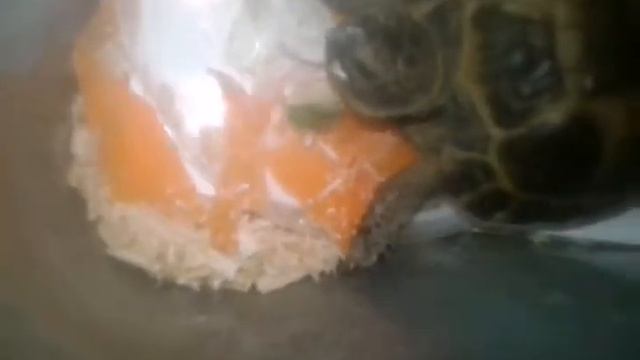 Моя черепаха. смотреть онлайн