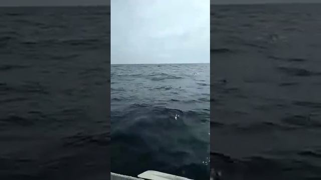 Ловля лакедры. Русский остров. Пивнюк Павел смотреть онлайн