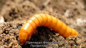 Вредители рассады томатов и методы борьбы