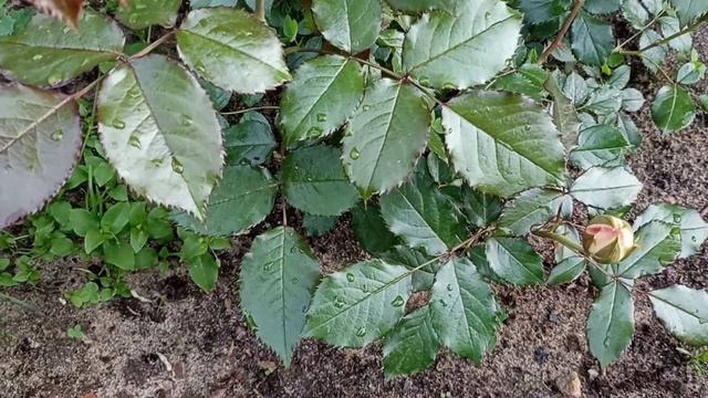 411.#Мои плетистые розы Уайт Климбинг?Барок ?Вестерленд ?Жасмина ?Салита ?Пьер де Ронсар? смотреть онлайн