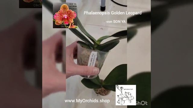 Phalaenopsis Golden Leopard ver. von SON YA смотреть онлайн