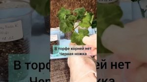 Укоренение черенка Пеларгонии в вермикулите, цеолите, торфе и в воде.