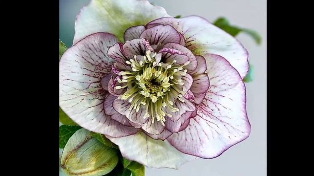 Кукуряк (Helleborus) смотреть онлайн
