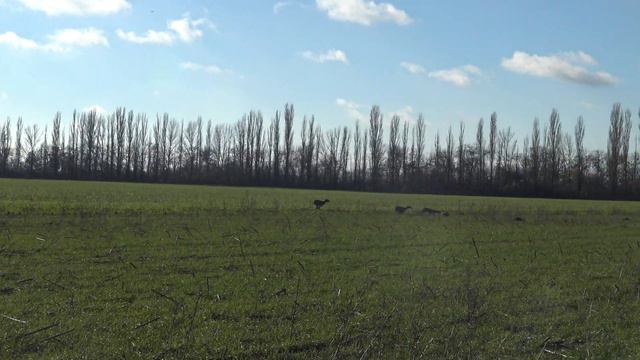 грейхаунд Охота АЛАЙ+АЛЬФА смотреть онлайн