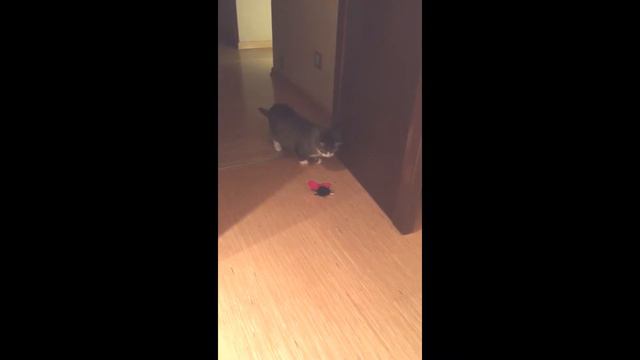 Игрушка для кошек со звуковым чипом смотреть онлайн