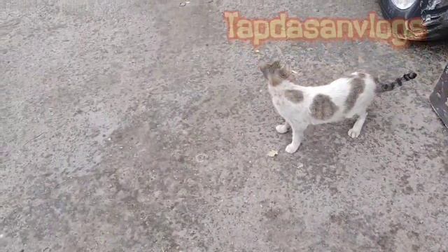 2 in 1 CATS MATING CLOSELY CAUGHT ON CAM PART 4 смотреть онлайн