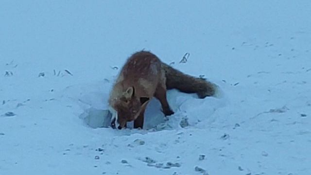 Лисичка-сестричка смотреть онлайн
