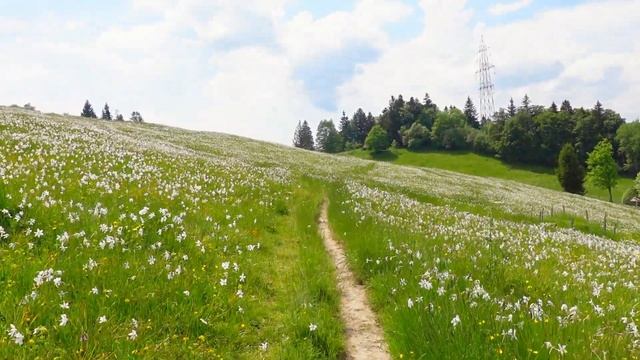 Most beautiful hike Switzerland | Les Pléiades Montreux, Narcissus "May Snow", Studio Ghibli in RL смотреть онлайн