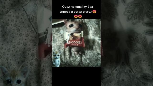 бедни😭😭😭#Stopmotion #эльгато #чмоня #комару #озон #мягкаяигрушка #мемы #кириллплюш смотреть онлайн