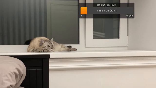 С днем котиков😺 смотреть онлайн