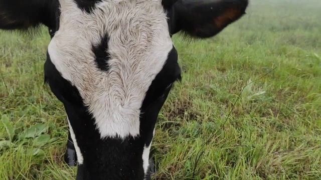 СКОЛЬКО МОЛОКА ДАЁТ КОРОВА? СКОЛЬКО РАЗ ДОИТЬ КОРОВУ? КАКОЕ ВЫМЯ ДОЛЖНО БЫТЬ? ЖДЁМ ОТЕЛ КОРОВЫ ВПОЛ смотреть онлайн