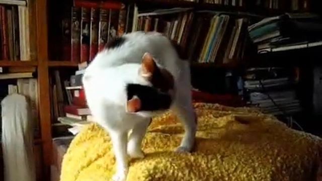 Одарка танцует фламенко.wmv смотреть онлайн