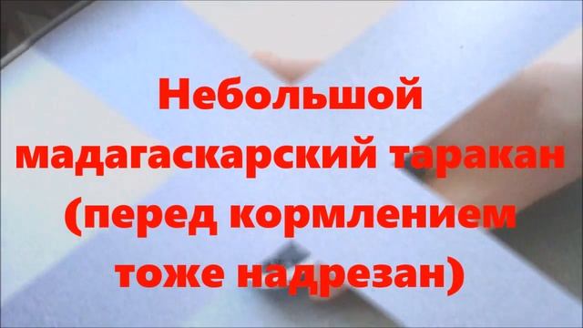 Кормление маленького паука - птицееда смотреть онлайн