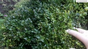 ГУСЕНИЦА на САМШИТЕ - САМШИТОВАЯ  ОГНЁВКА.  Опаснейший вредитель. Как с ней бороться?