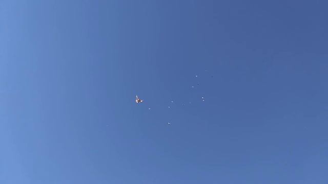 Голуби с.Маячка Славянский р-н