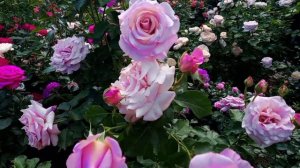 Новозеландские розы.Обзор.