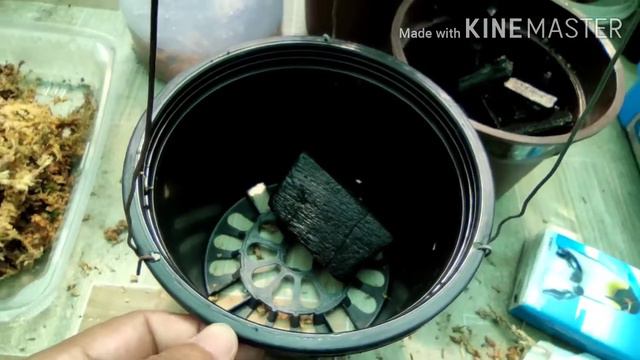 Merawat Daun Lembik & Memasukan Semula Phalaenopsis Butterfly смотреть онлайн