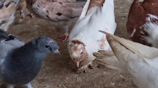 Голуби маточник и на продажу Pigeons mother and for sale смотреть онлайн
