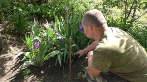 Бородатые ирисы для начинающих цветоводов
