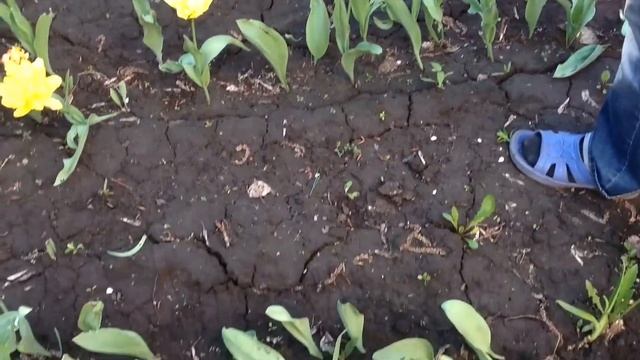 Желтые тюльпаны на даче смотреть онлайн