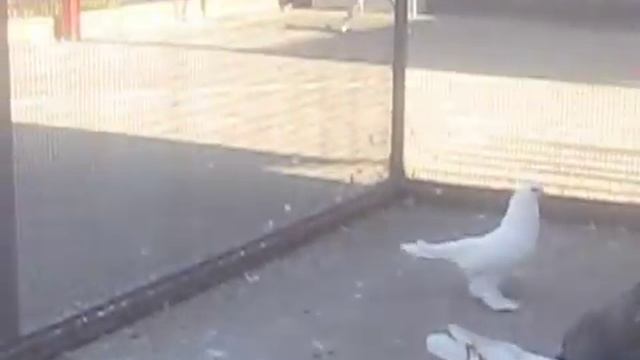 бойные голуби узбекские 2 смотреть онлайн