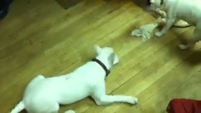 English Bull Terrier vs Jack Russell terrier смотреть онлайн