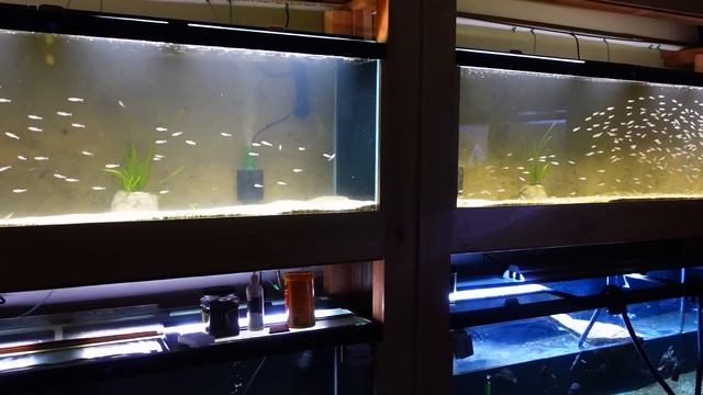 What Happened to My 1200 Rummynose Tetras? смотреть онлайн