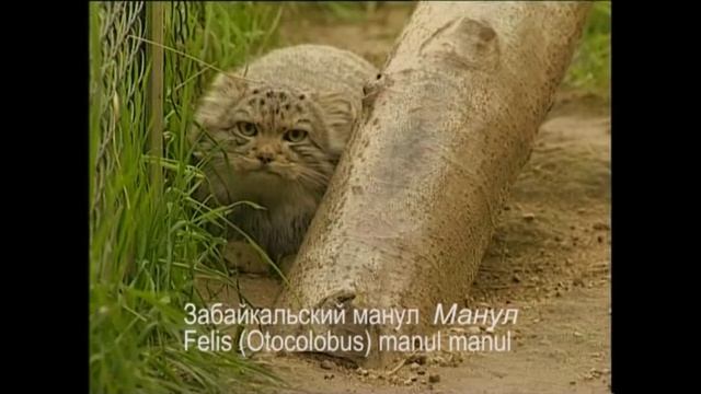 Кот палласов (манул) - Otocolobus manul – Манул - Pallas's cat (manul) смотреть онлайн
