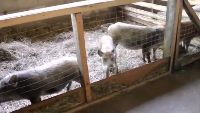 Экскурсия в г. Кобрин смотреть онлайн