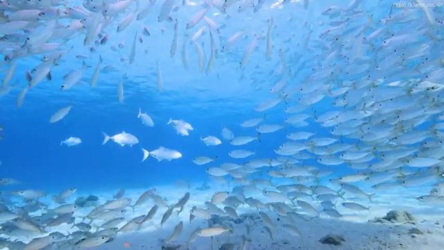 Aquarium 4K VIDEO ULTRA HD - Relaxing Music with Oceanscapes - Beautiful Coral Reef Fish смотреть онлайн