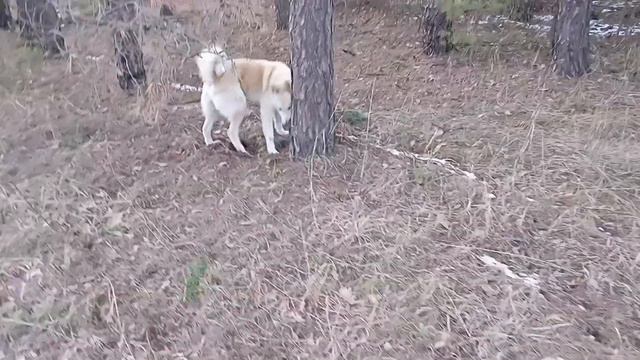 Лайка Западно-Сибирская! 🐕🦺Белый в лесу, на поле, много дел у него! Природа завораживает! 🌲🌳 смотреть онлайн