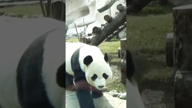 Большая панда Жуи 🐼 Московский зоопарк #архив смотреть онлайн