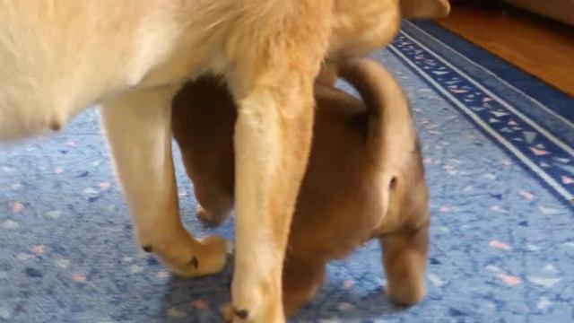 Щенок сиба (шиба) ину играет с мамой Эммой смотреть онлайн
