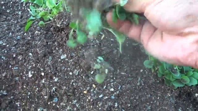 ПОЛЕЗНОЕ ВИДЕО????. Поговорим про выращивание цветов на разную тему. Подкормки, пикировка, всходы. смотреть онлайн