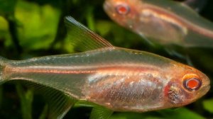 ЭРИТРОЗОНУС. СОДЕРЖАНИЕ И РАЗВЕДЕНИЕ.