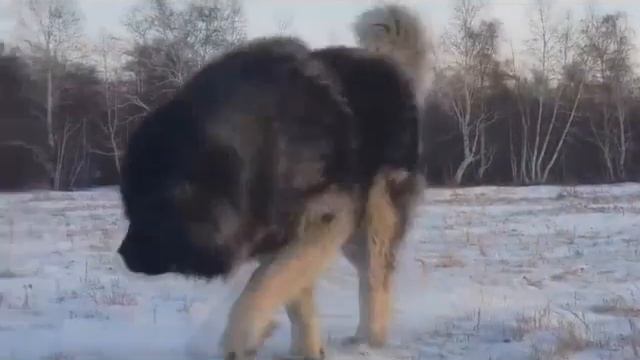 Кавказская овчарка наш Олимп - 5 лет - http://www.beliy-lekar.ru смотреть онлайн