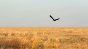 "Ах, ты степь широкая" (Oh you, wide steppe)