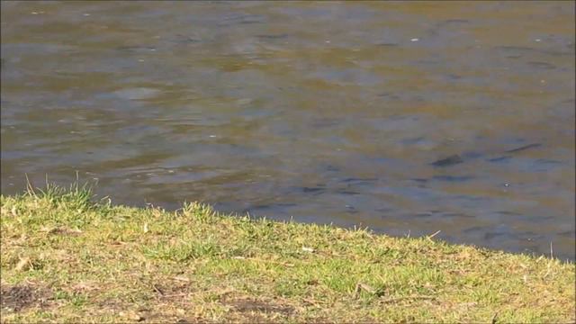 Весна на речке Вильняле. смотреть онлайн