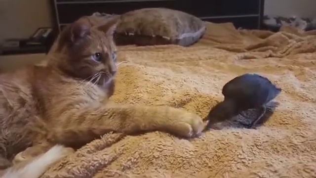 Скворец домашний Чипик и кот. смотреть онлайн