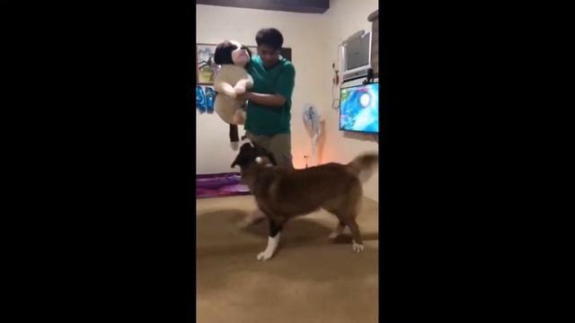 My new Best friend - Saint Bernard смотреть онлайн