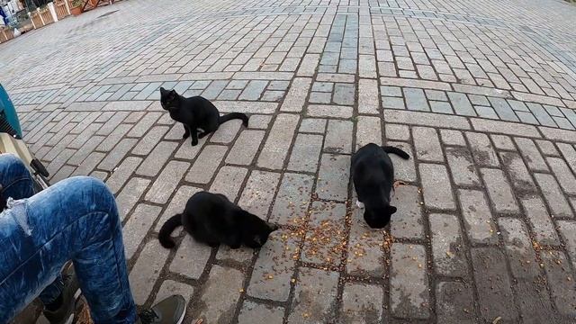 ISTANBUL HAS ISLANDS?!? Princes' Islands Istanbul Tour Büyükada Island смотреть онлайн