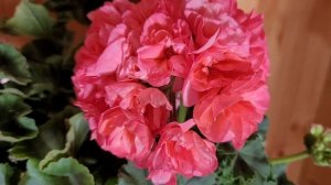 Сортовая пеларгония ВК Елена.