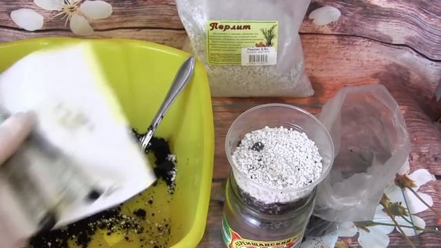 Как размножать АДЕНИУМ смотреть онлайн