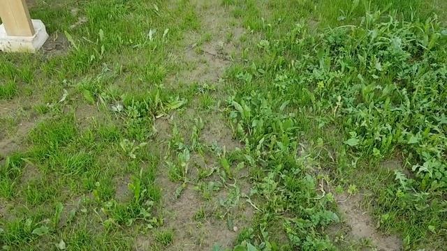 Газон на сорняки 2. смотреть онлайн