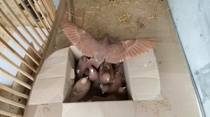 красные чили