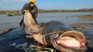 Может ли сом поймать и съесть человека