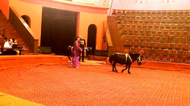 Гога и Роб в батумском цирке... Весёлый клоун, смешные животные и развлекательные акробаты смотреть онлайн