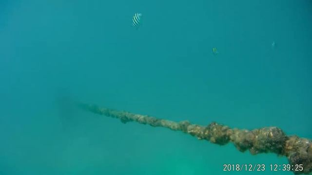 Подводный мир бухты Дадунхай смотреть онлайн